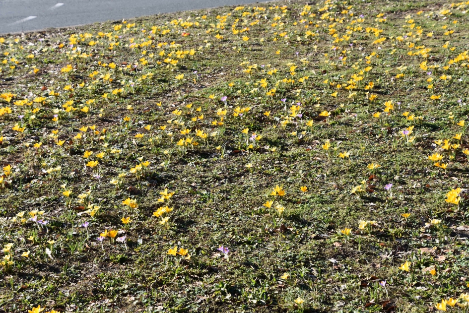 Vol veldje met gele krokussen - Planten - 