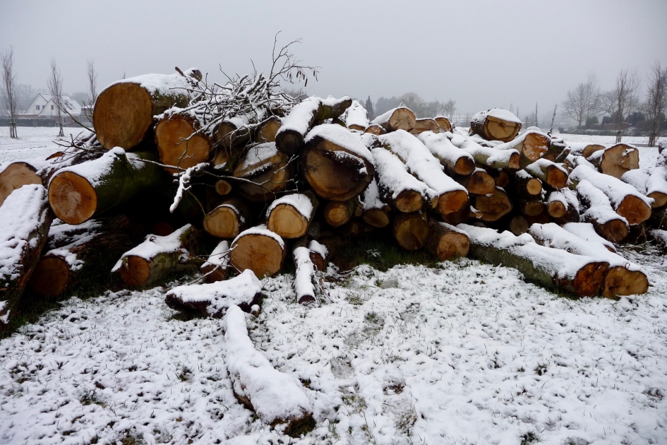 Voor de kachel - Planten - 