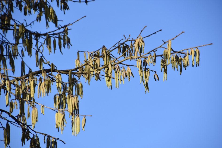 Voorjaar - Planten - 