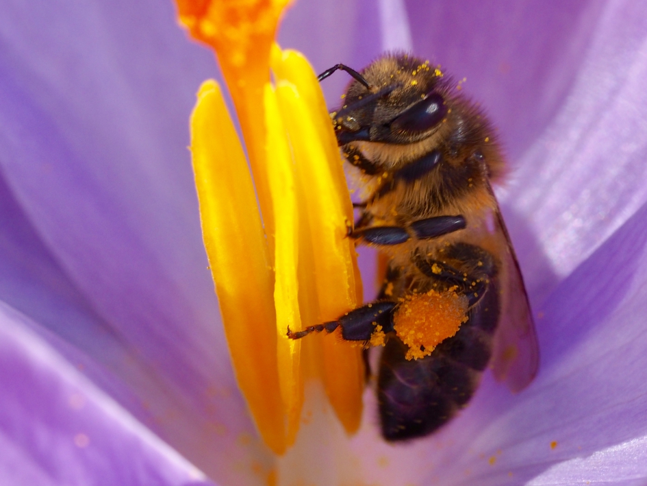 Vroege bij - Geleedpotigen - Bij