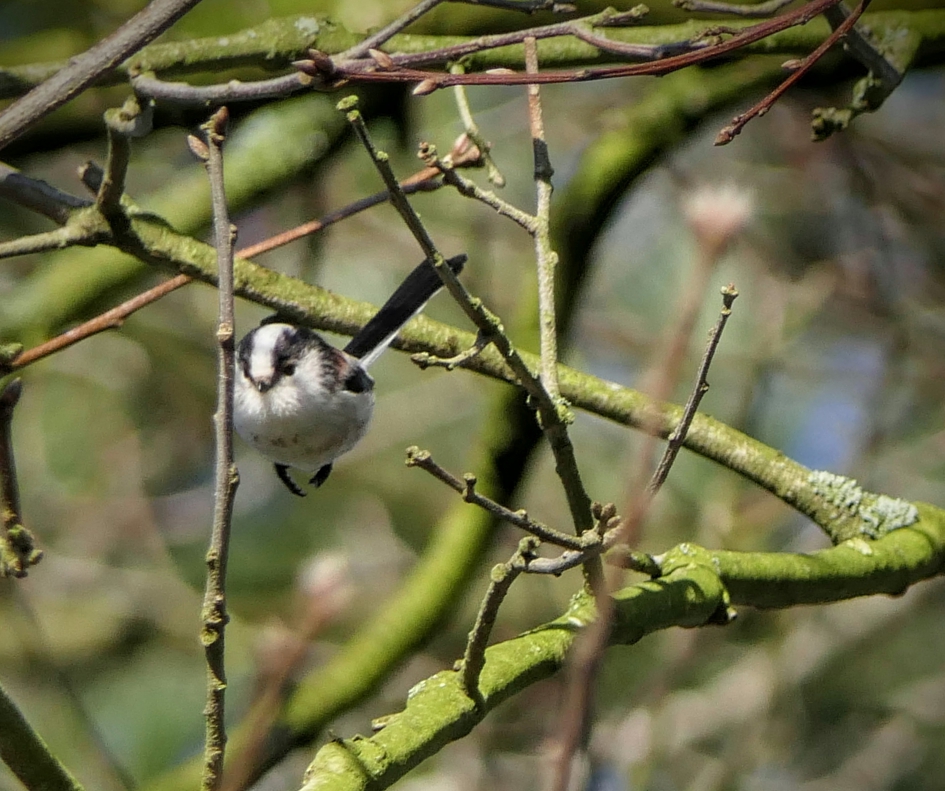 Vrolijke staartmees. - Vogels - Staartmees
