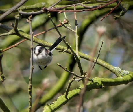 Vrolijke staartmees.