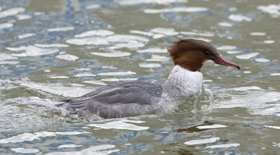 Vrouw Zaagbek - Vogels - Grote Zaagbek
