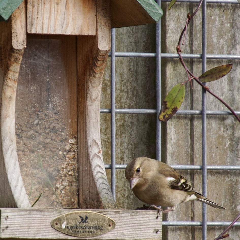 Vrouwtjes vink - Vogels - Vink