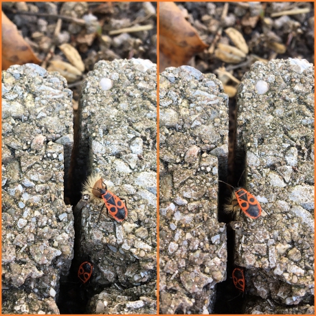 Vuurwants bouwt aan nest