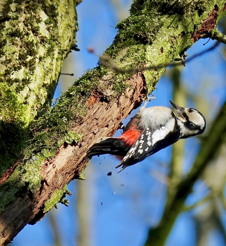 Waar gehakt wordt - Vogels - Grote Bonte Specht