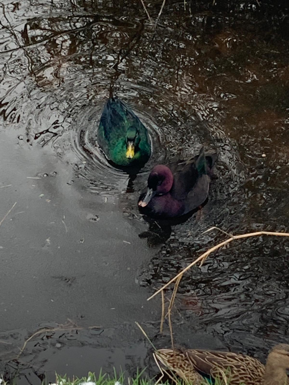 Wat voor eend is dit? - Vogels - 