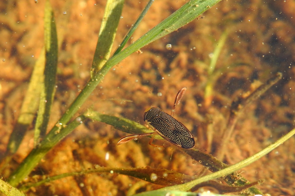 Waterwants - Geleedpotigen - Bootsmannetje