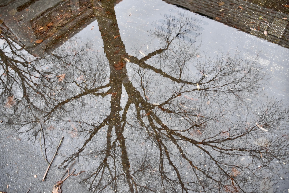 Weerspiegeling in een plas - Weer en landschap - 