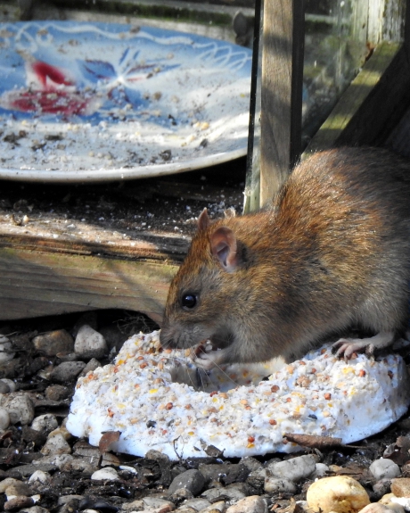 Wie snoept daar van de taart....