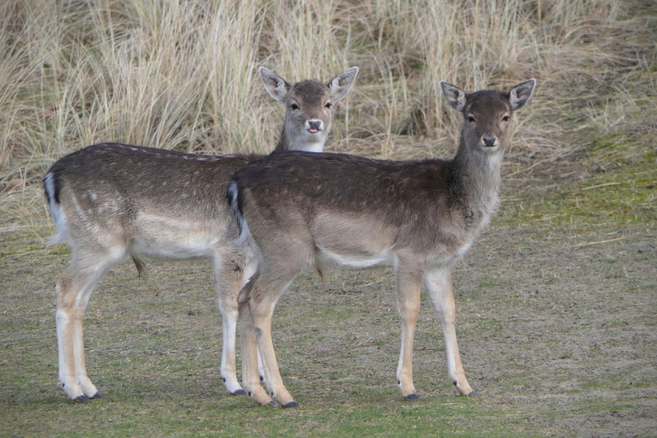 Wie steekt daar zijn tong uit ...? - Zoogdieren - Damhert
