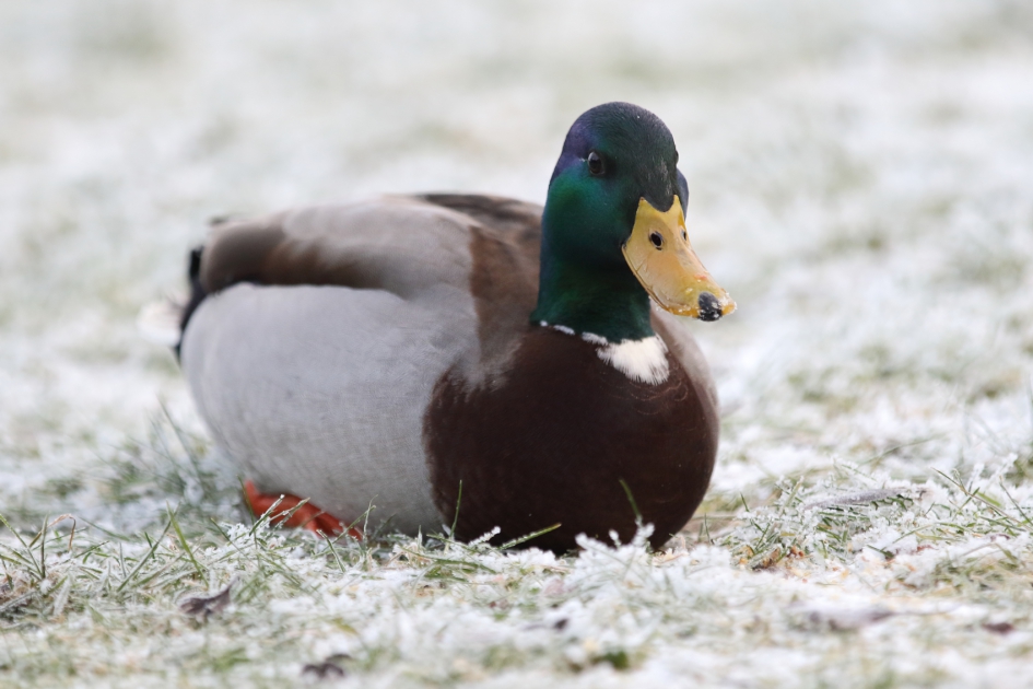 wilde eend -m- - Vogels - wilde eend -m-