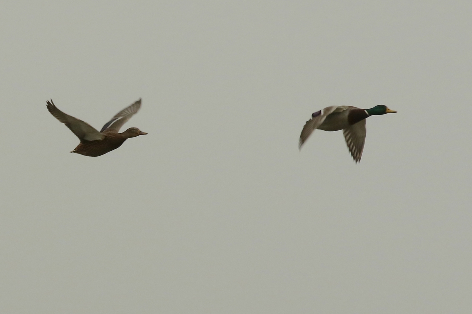 wilde eend - Vogels - wilde eend -m + v-