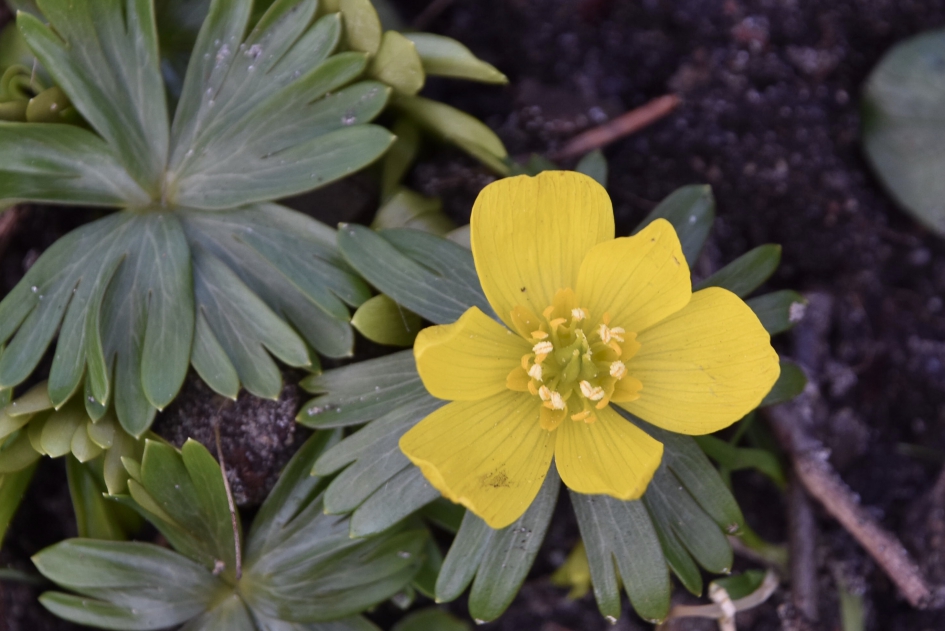 Winterakoniet - Planten - 