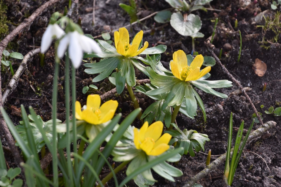 Winterakonieten - Planten - 