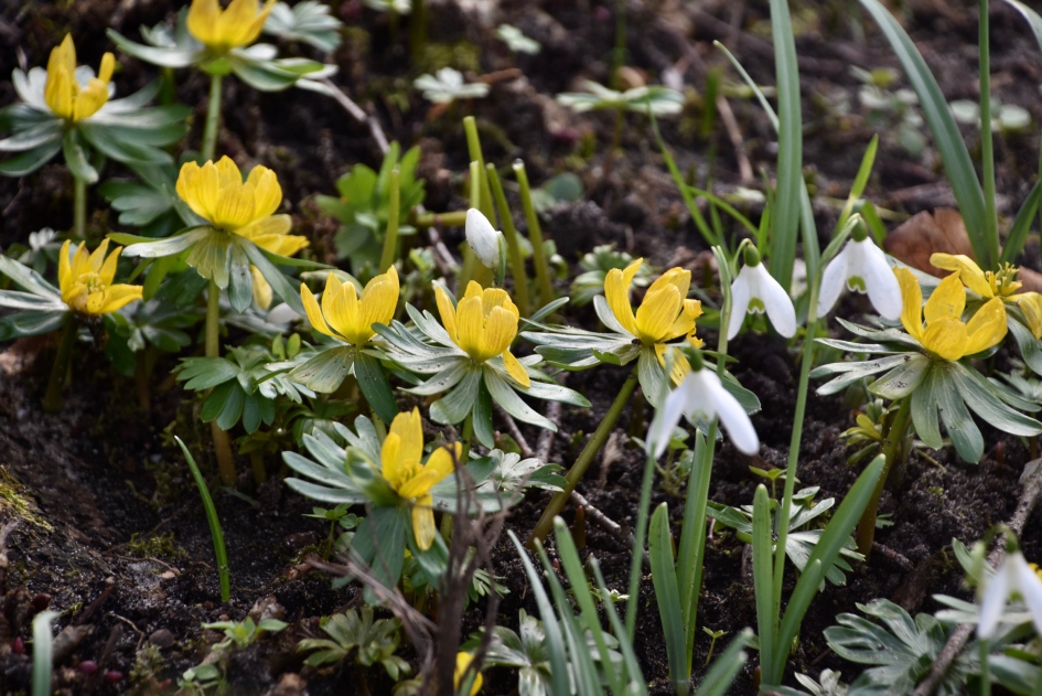 Winterakonieten - Planten - 