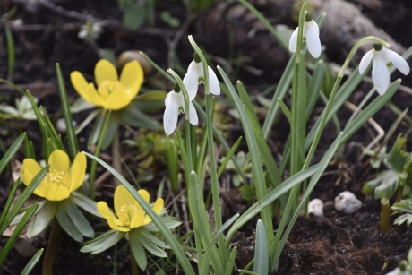 Winterakonieten en sneeuwklokjes