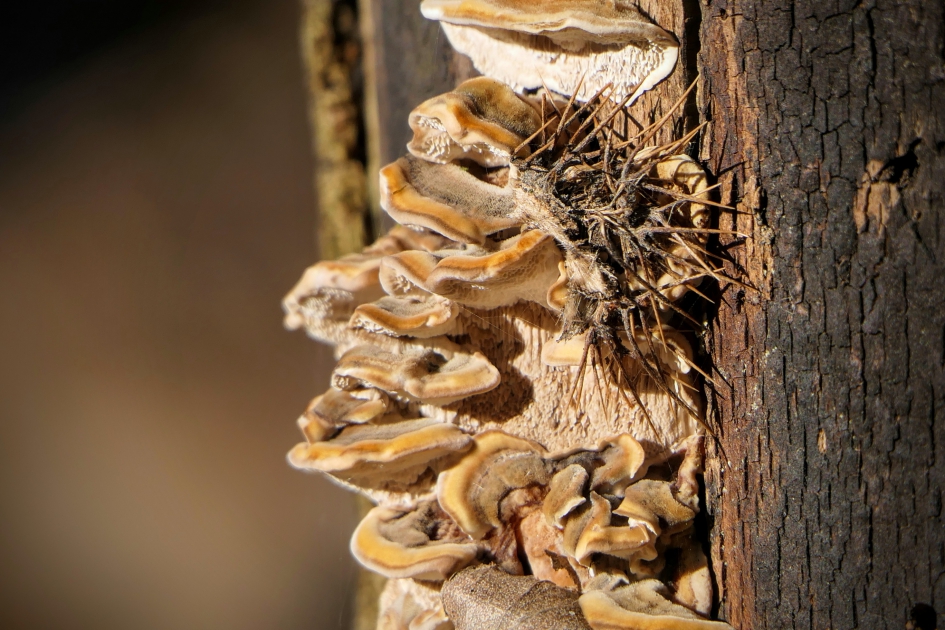 Winterplaatje - Schimmels - 