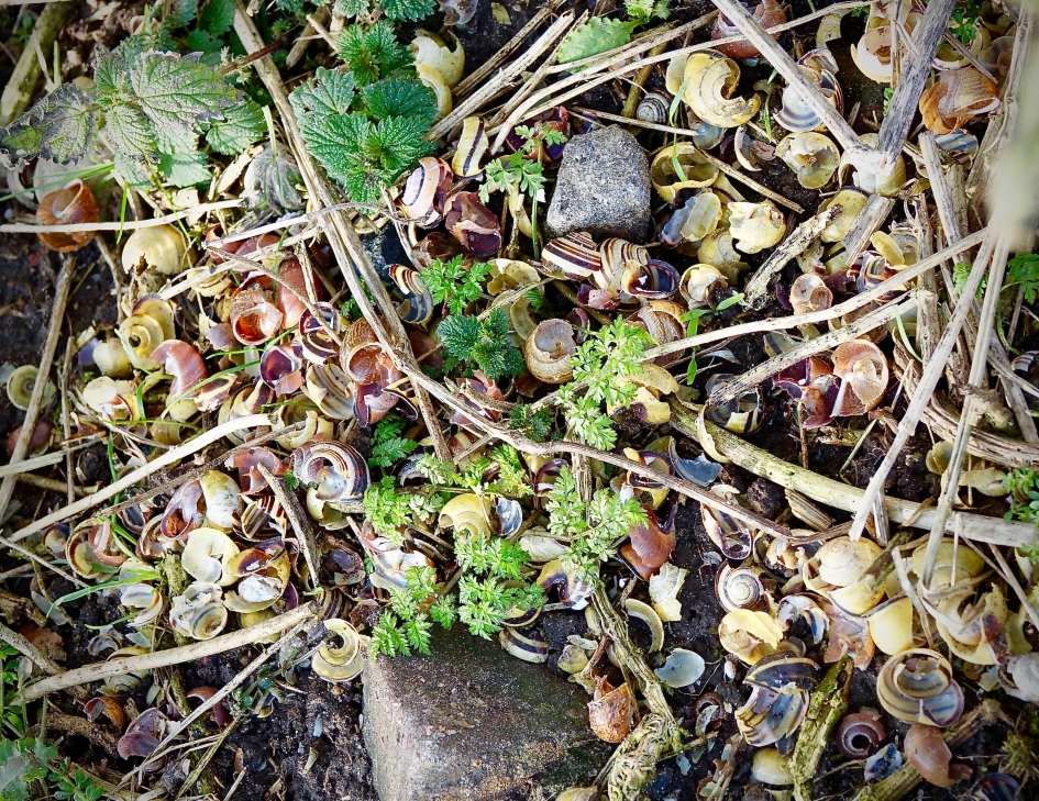 Zanglijster Smidse - Vogels - Zanglijster