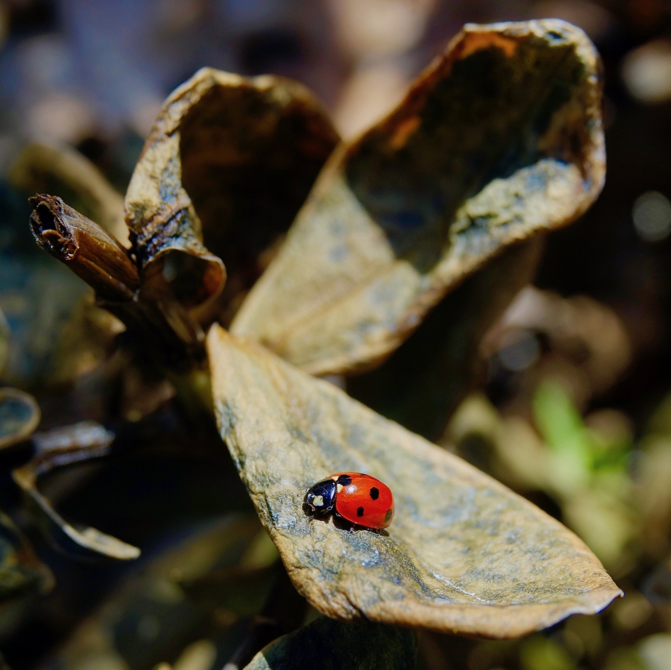 Zevenstippelig - Geleedpotigen - Lieveheersbeestje
