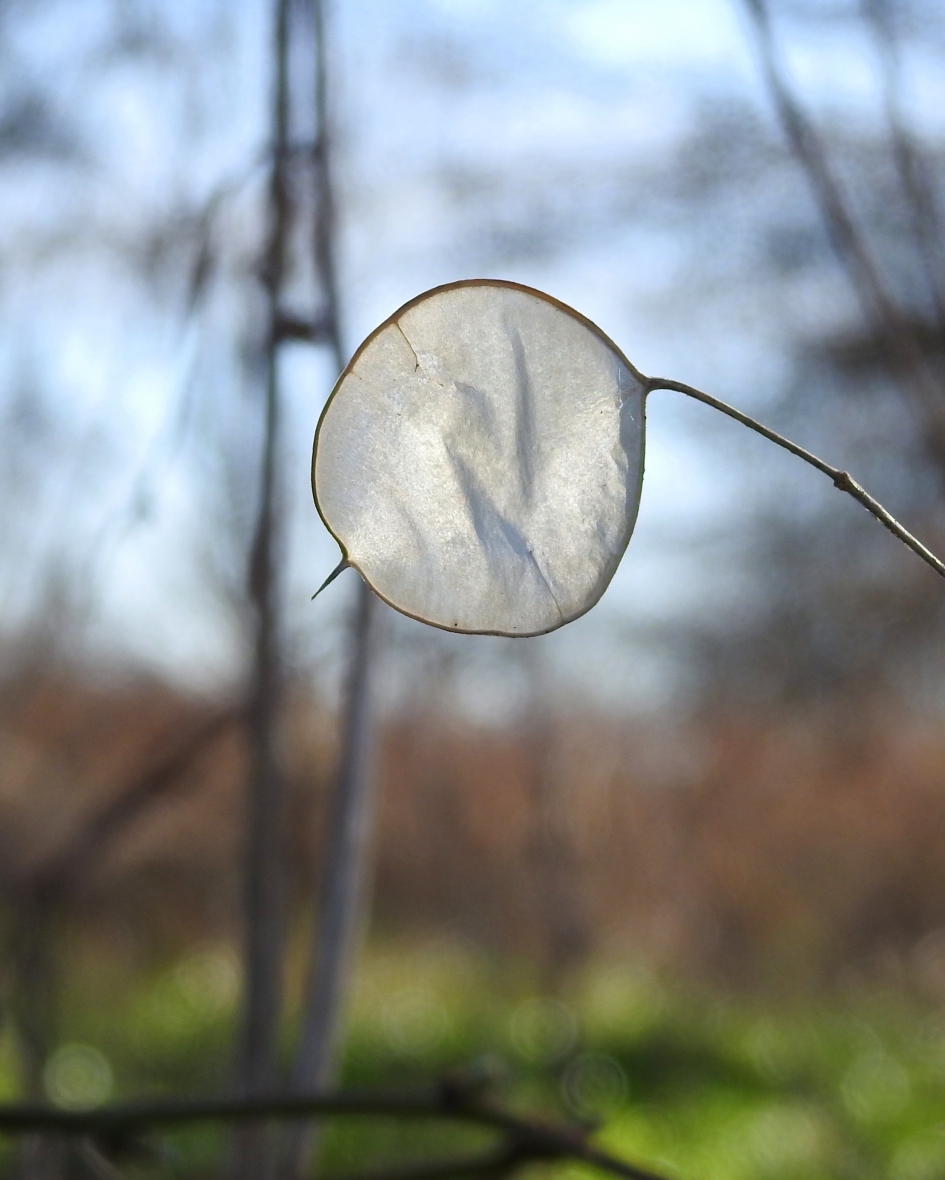 Zilverling - Planten - Judaspenning