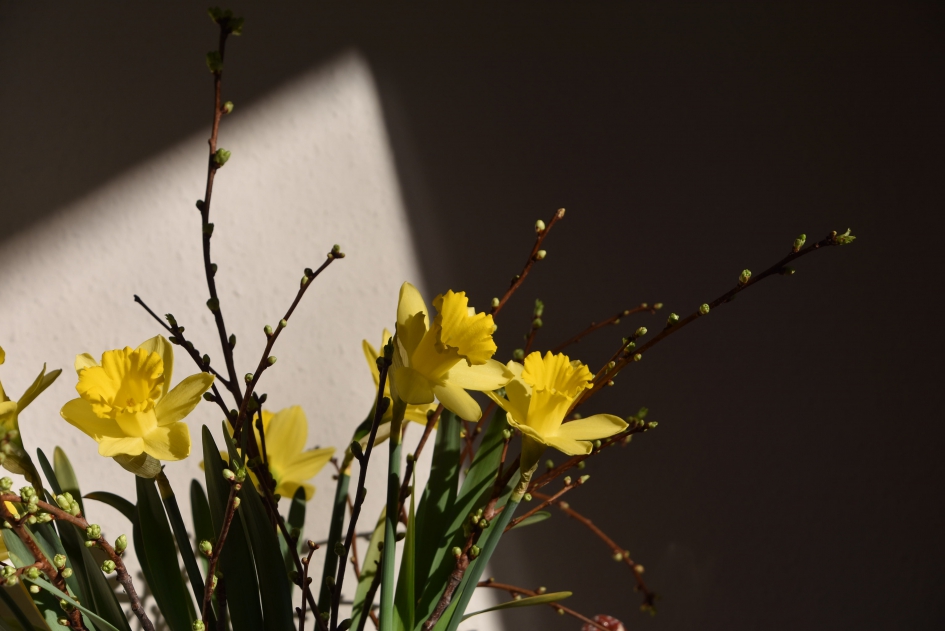 zon en schaduw - Planten - 