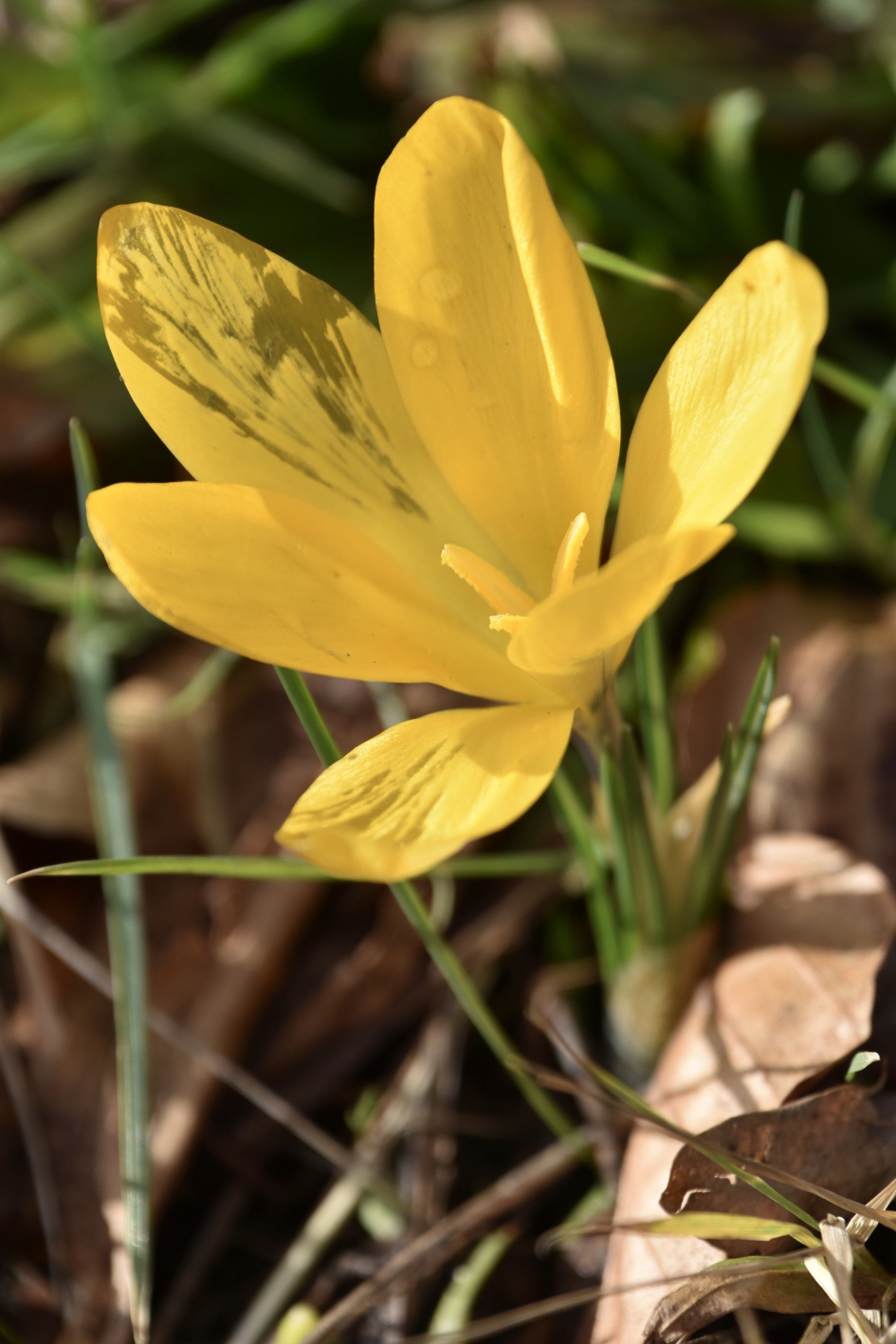 Zonnige dag - Planten - 