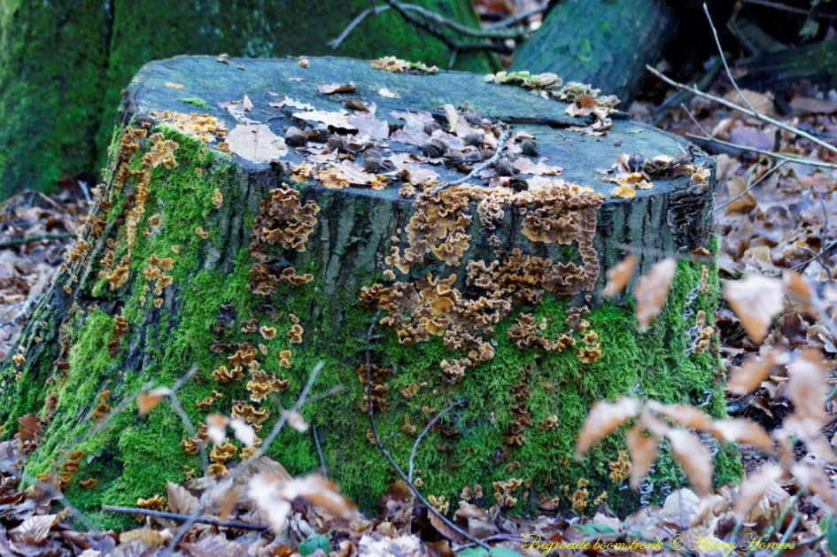 Zwammen op een boomstronk - Schimmels - Zwammen op een boomstronk