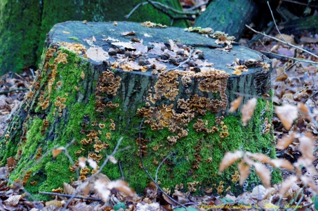 Zwammen op een boomstronk