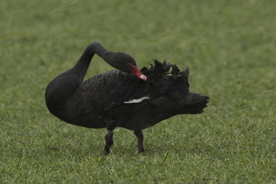 Zwarte Zwaan - Vogels - Zwarte Zwaan