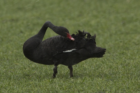 Zwarte Zwaan