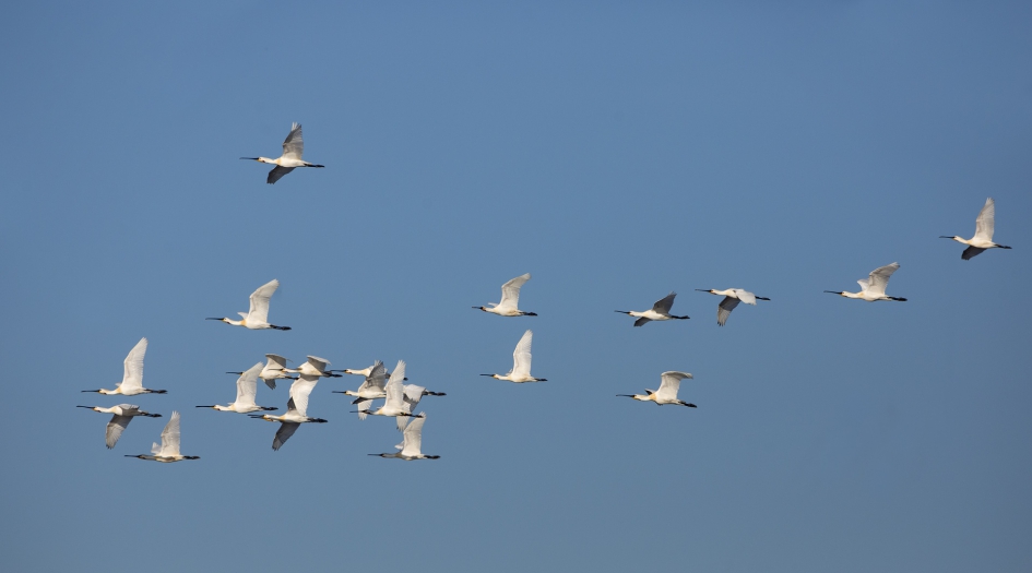 21 Leppelbekken ... - Vogels - Lepelaar