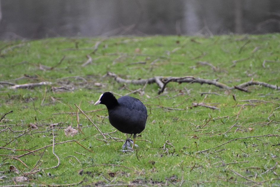 Aan de wandel - Vogels - 