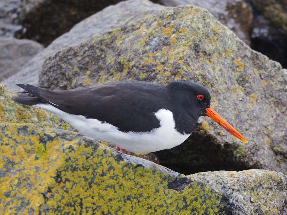 Aan het wad - Vogels - Scholekster
