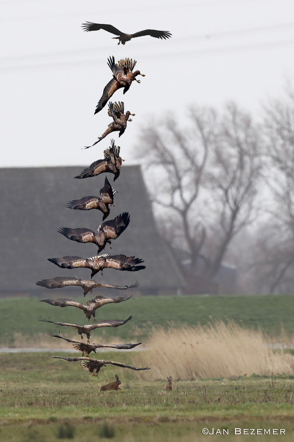 Aanval zeearend - Vogels - zeearend