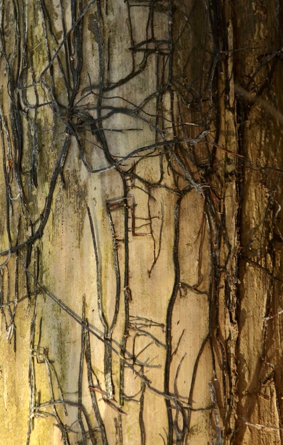 abstract - Planten - 