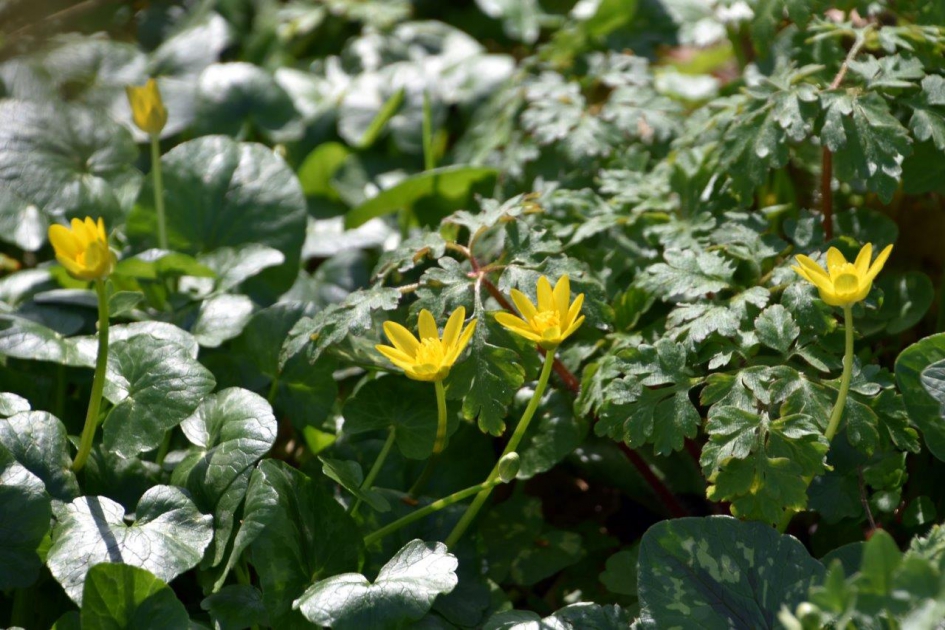 Speenkruid - Planten - 