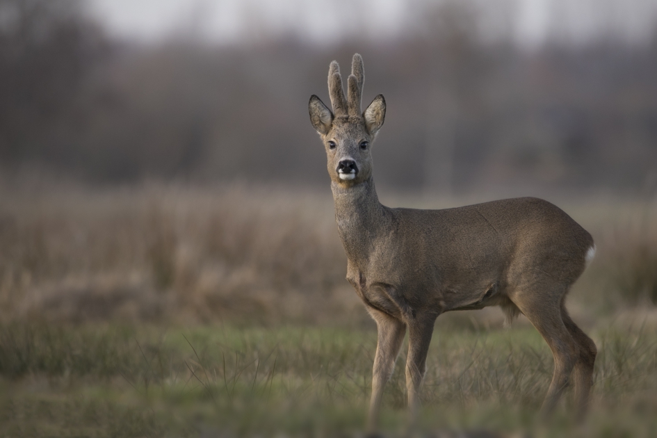 Alerte reebok - Zoogdieren - ree