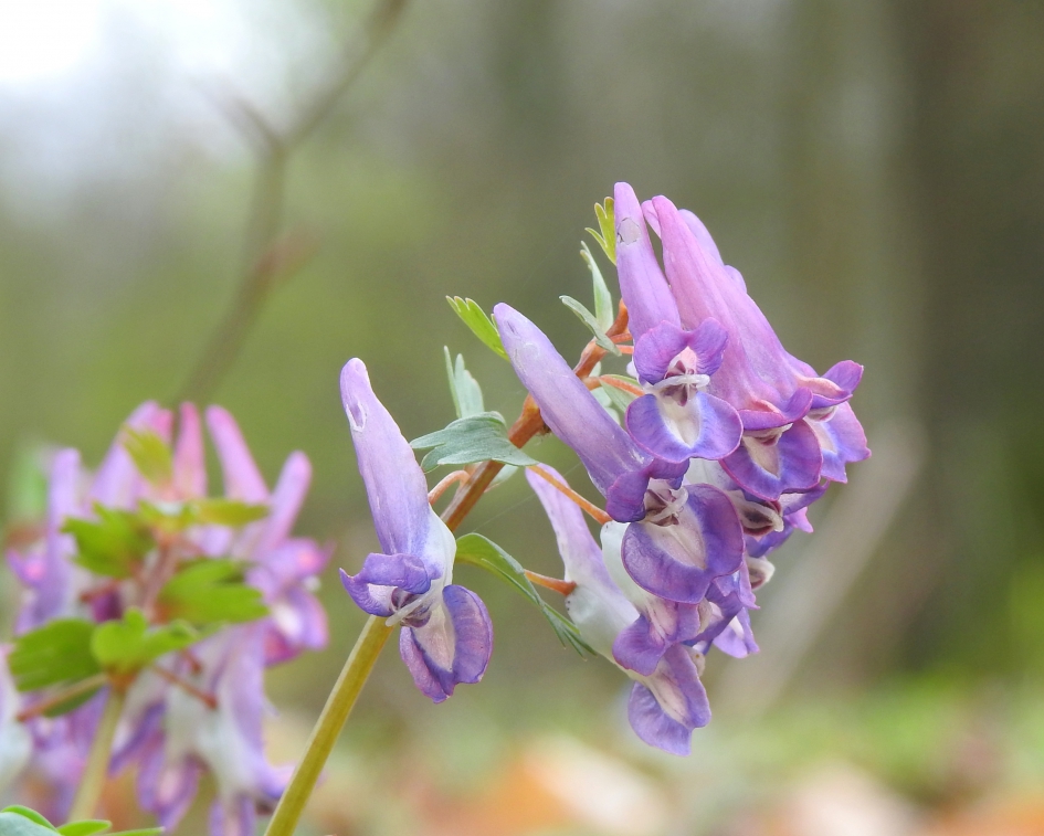 Alle tovenaars verzamelen - Planten - Vingerhelmbloem