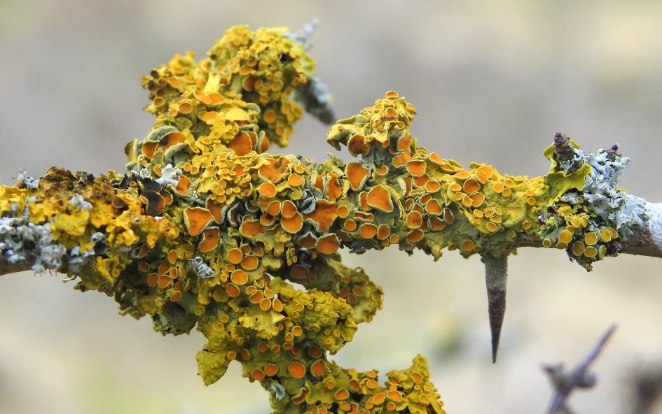 Allemaal schoteltjes - Schimmels - Groot dooiermos