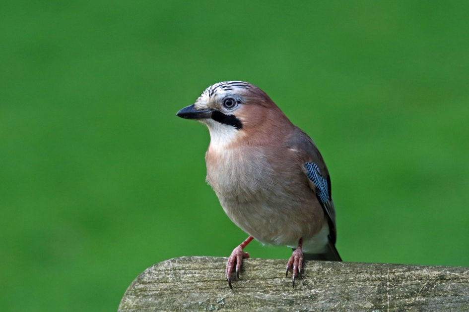 Altijd leuk tuinbezoek - Vogels - Gaai
