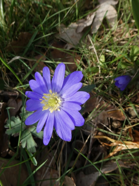Anemone blanda blauw