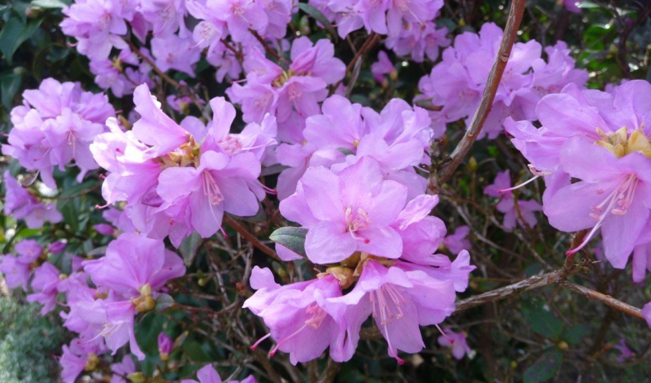Azalea - Planten - 