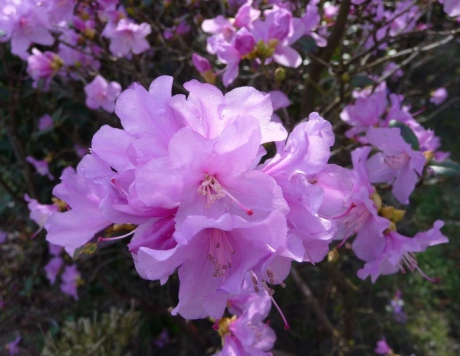 Azalea