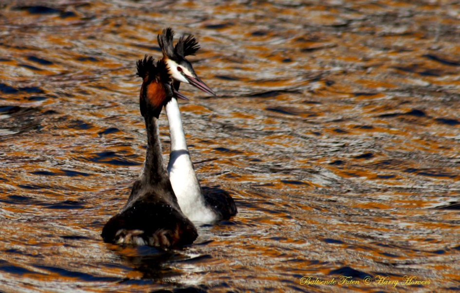 Baltsende Futen - Vogels - 