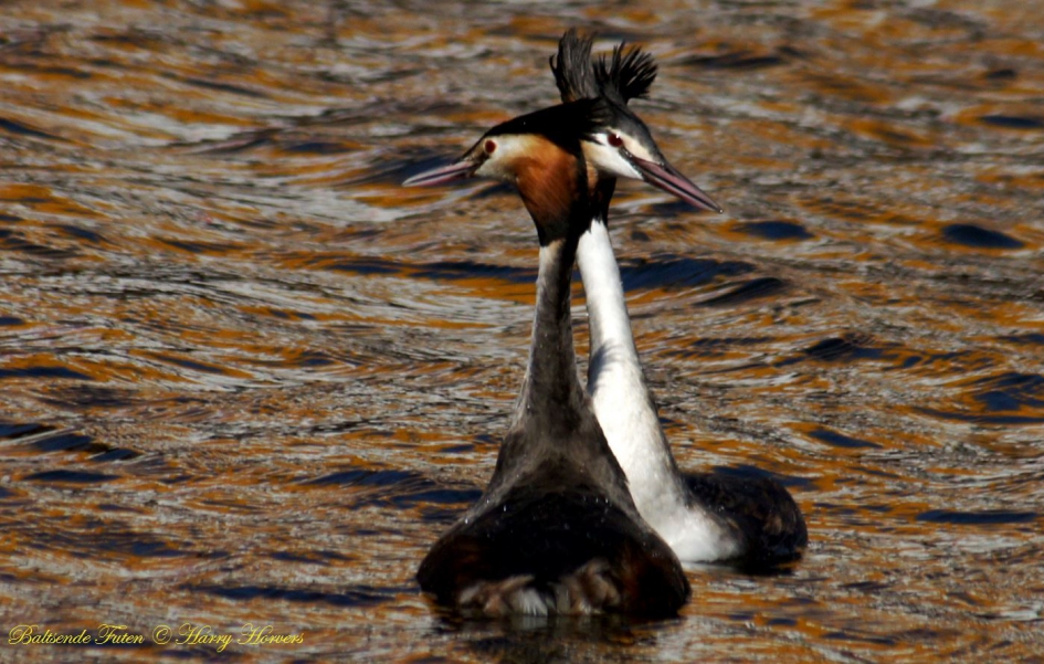 Baltsende Futen - Vogels - 