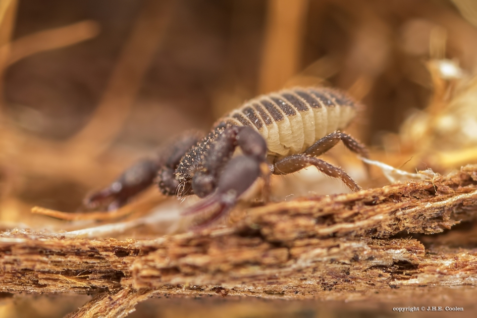 Bastaard- of pseudoschorpioen - Geleedpotigen - Bastaard- of pseudoschorpioen