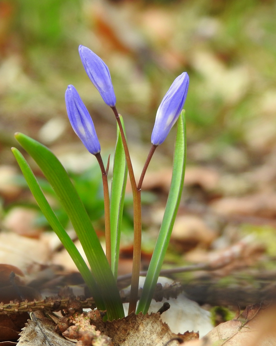 Belofte - Planten - Sterhyacint