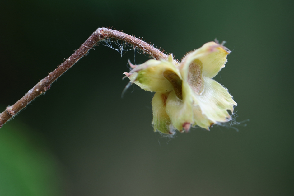 beuk - Planten - beuk