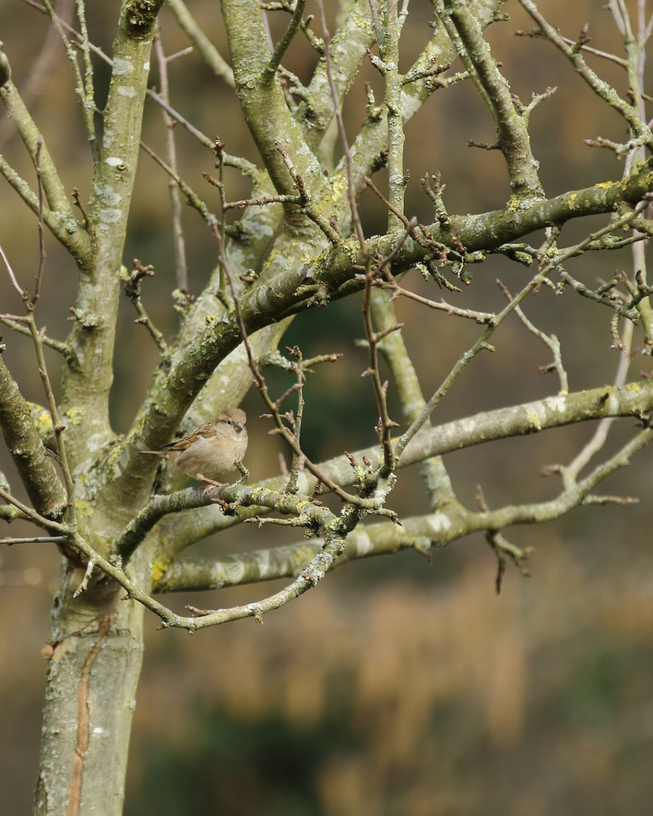 bijna onopgemerkt - Vogels - huismus